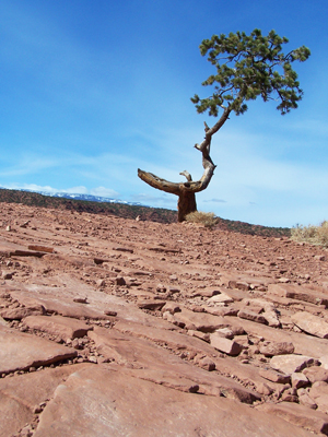 Explore Roadside Nature- Bryce Canyon NP Navajo Trail